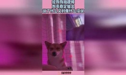 狗哥爆料狗粮视频播放,狗粮视频播放背后的秘密